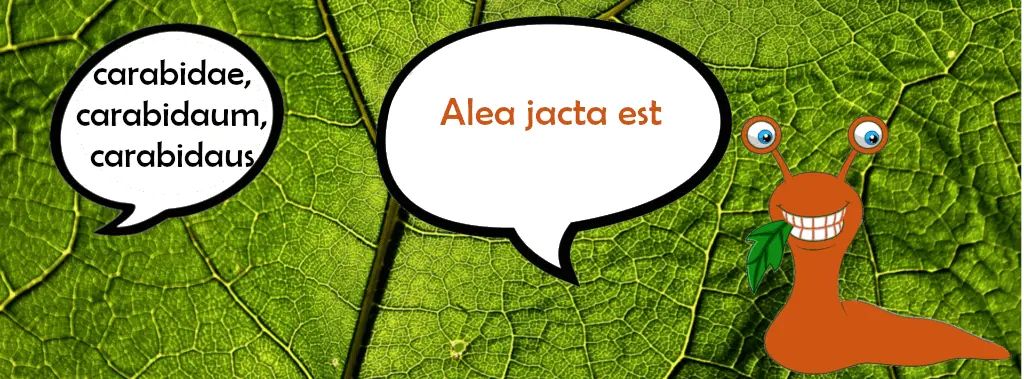 loopkevers zijn predatoren van slakken