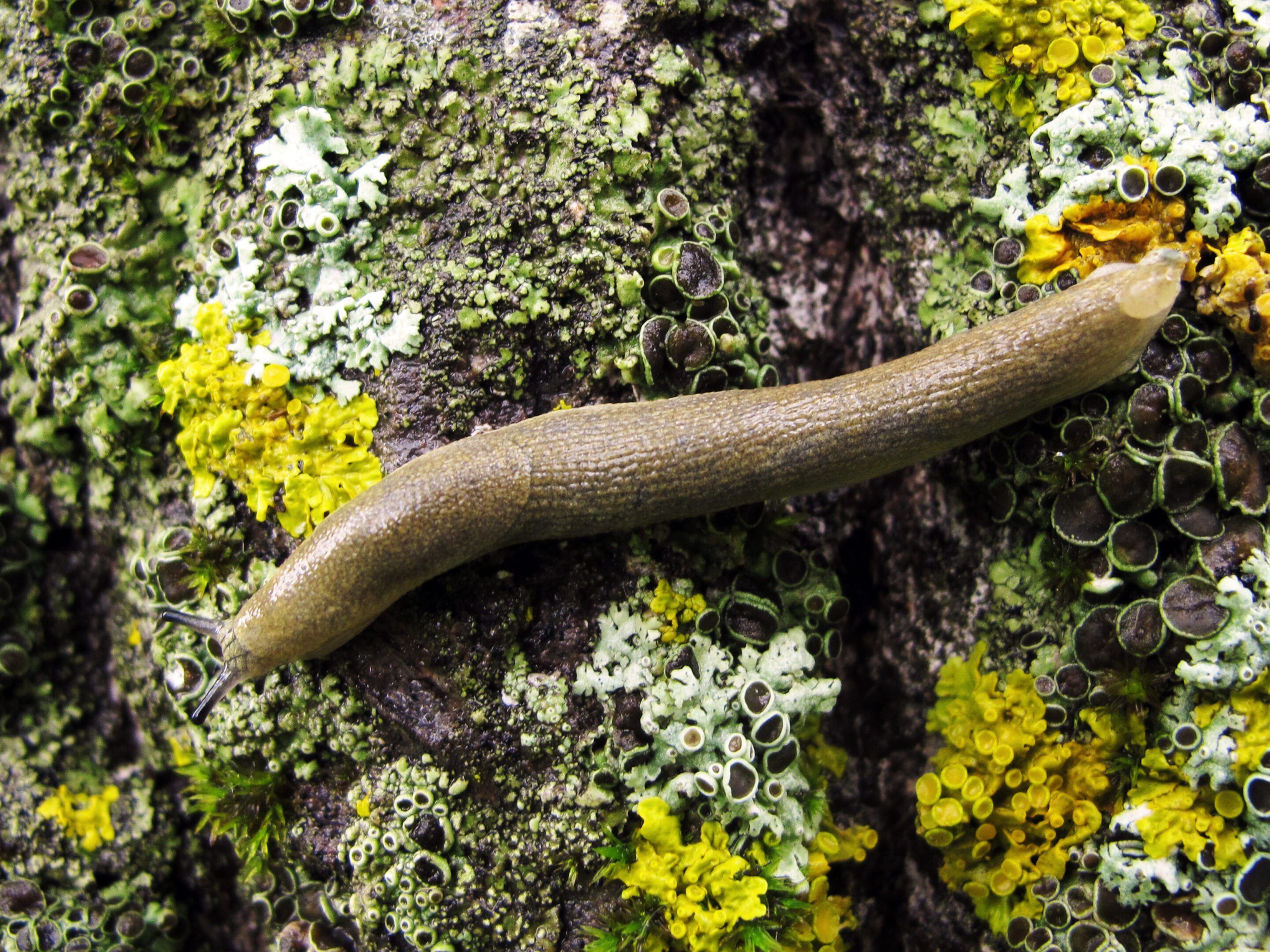 Grote gele naaktslak (Limax flavus), of keldernaaktslak: beschrijving, leefgebied en beheer in de tuin
