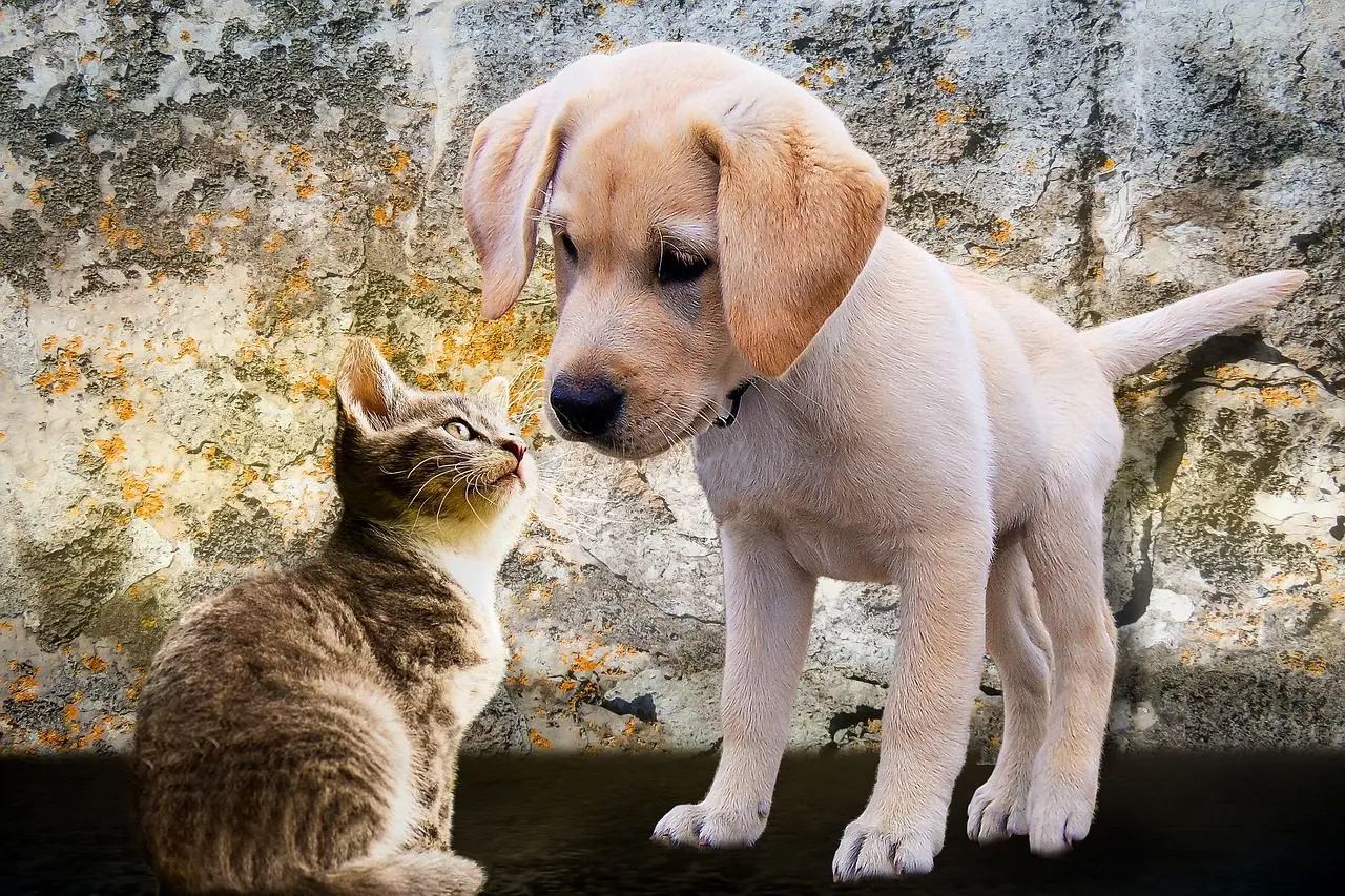 een kat en een hond