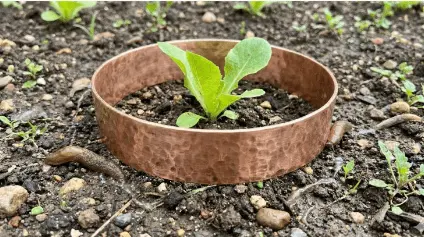 een koperen slakkenring rond een krop sla
