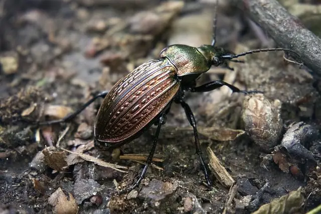 een loopkever in de tuin
