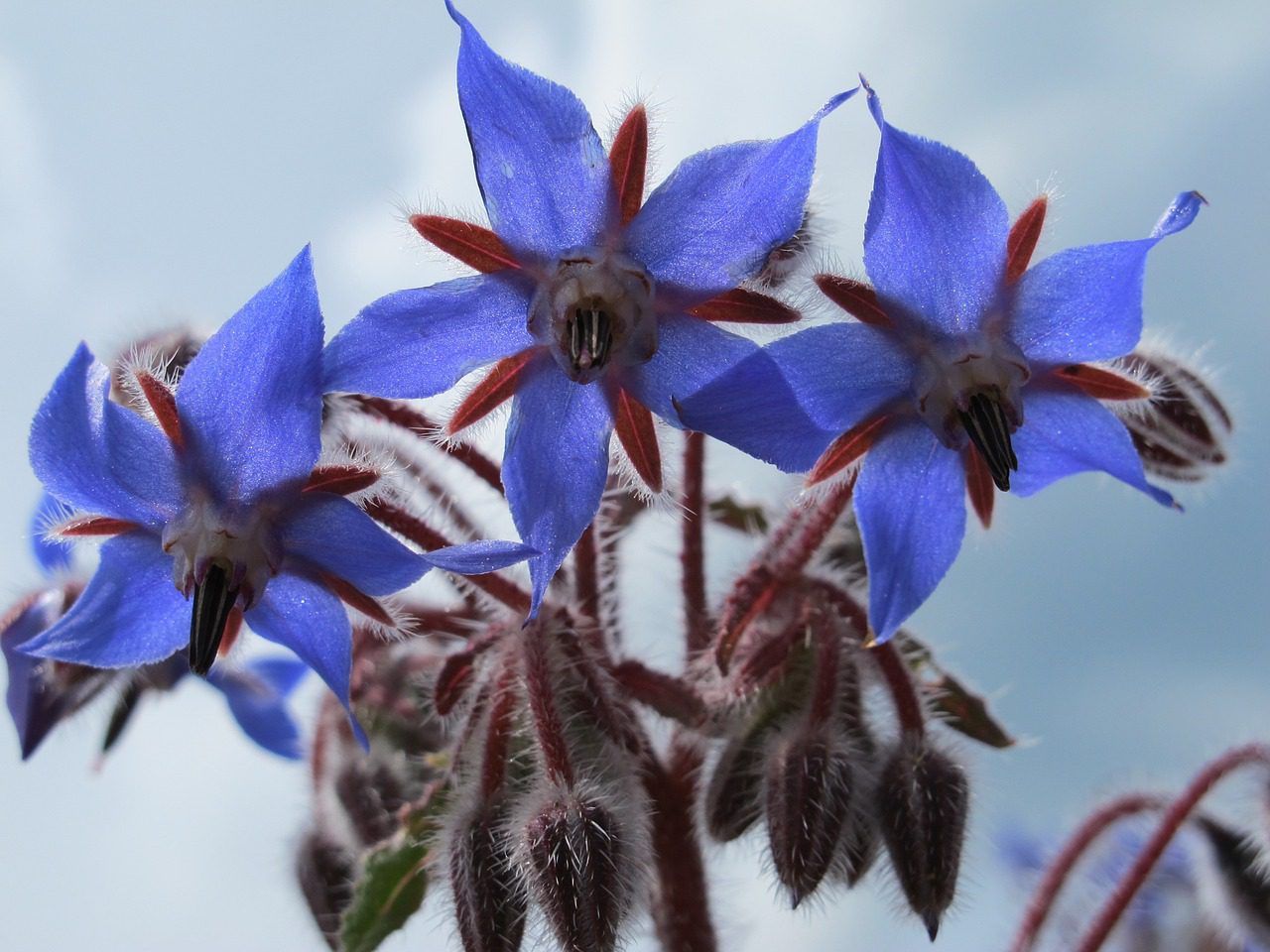 Slakwerende planten, of preventie met behulp van planten
