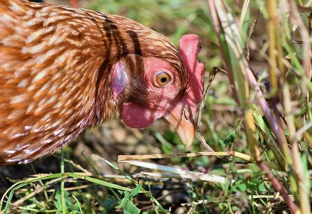 kippen predator slakken