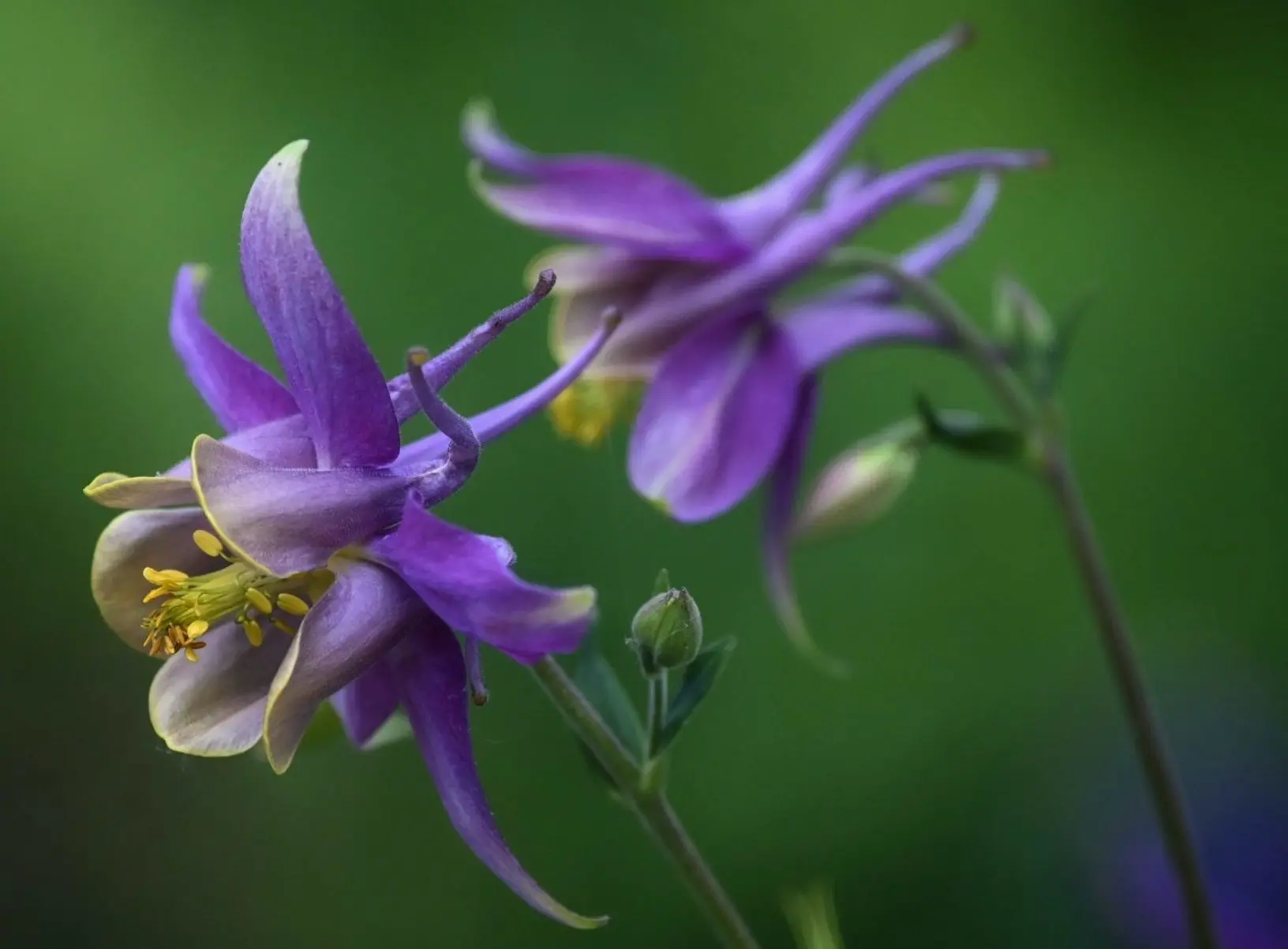 bloemen die slakken niet graag eten