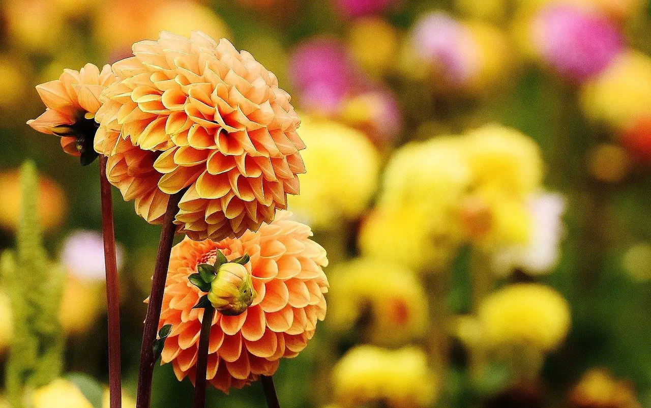 dahlia die slakken graag eten