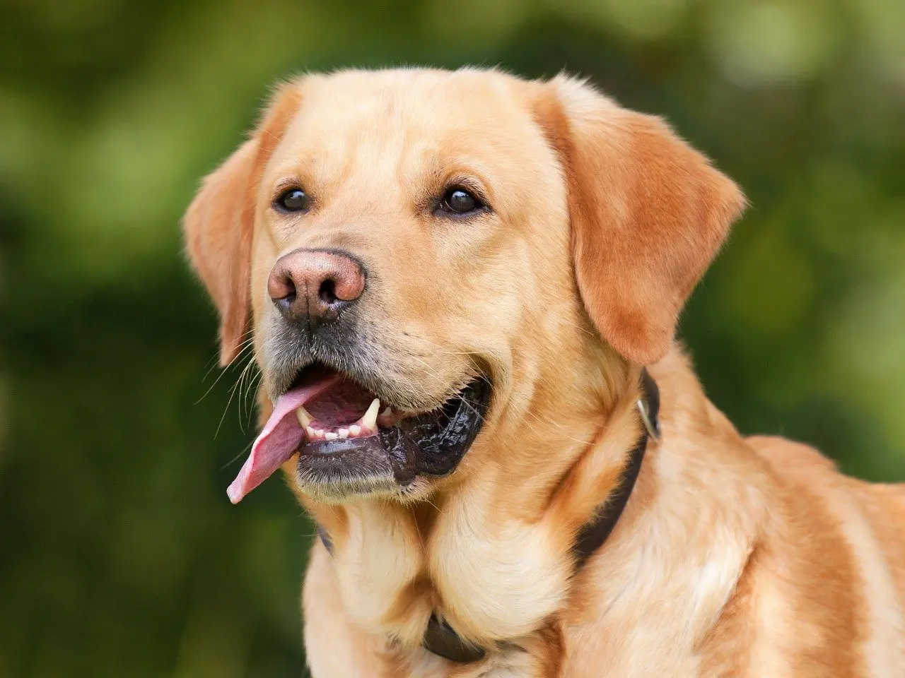 honden zijn gevaarlijk voor egels