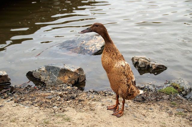 Is de Indische loopeend echt zo luidruchtig?