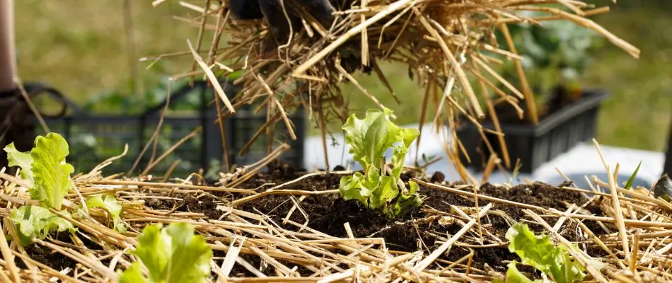 Mulch tussen rijen sla