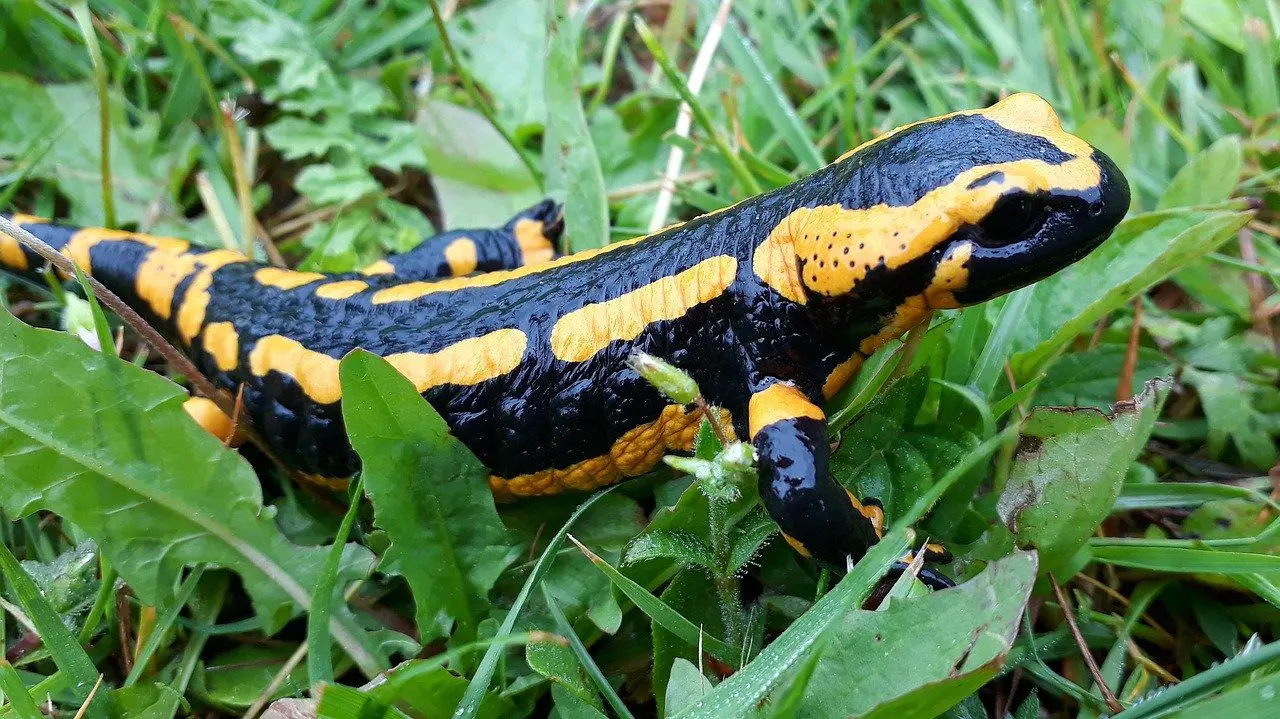 de salamander is een natuurlijke vijand van slakken