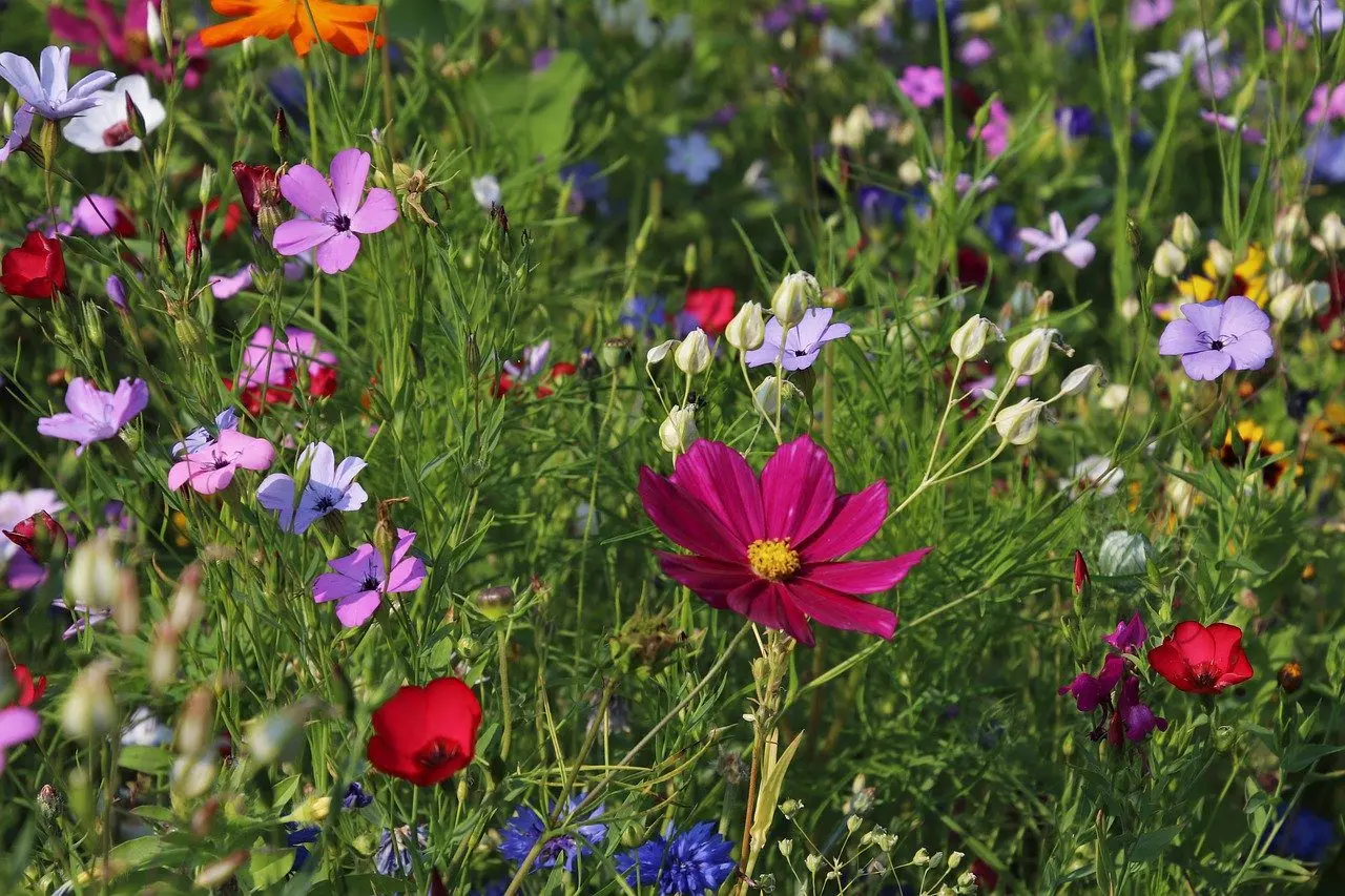 een bloemrijke tuin maakt het mogelijk amfibieën aan te trekken die natuurlijke vijanden van slakken zijn