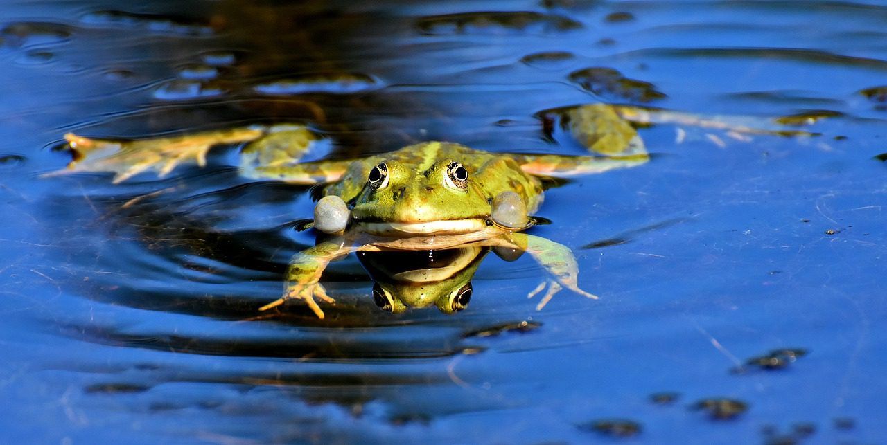 Amfibieën naar de tuin lokken, deze natuurlijke vijanden van slakken