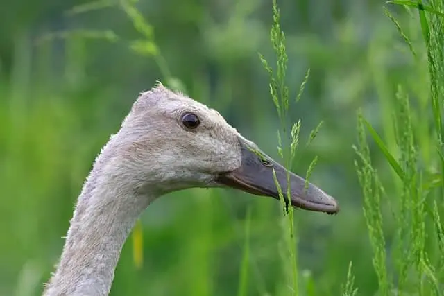 onderkomen voor Indische loopeenden