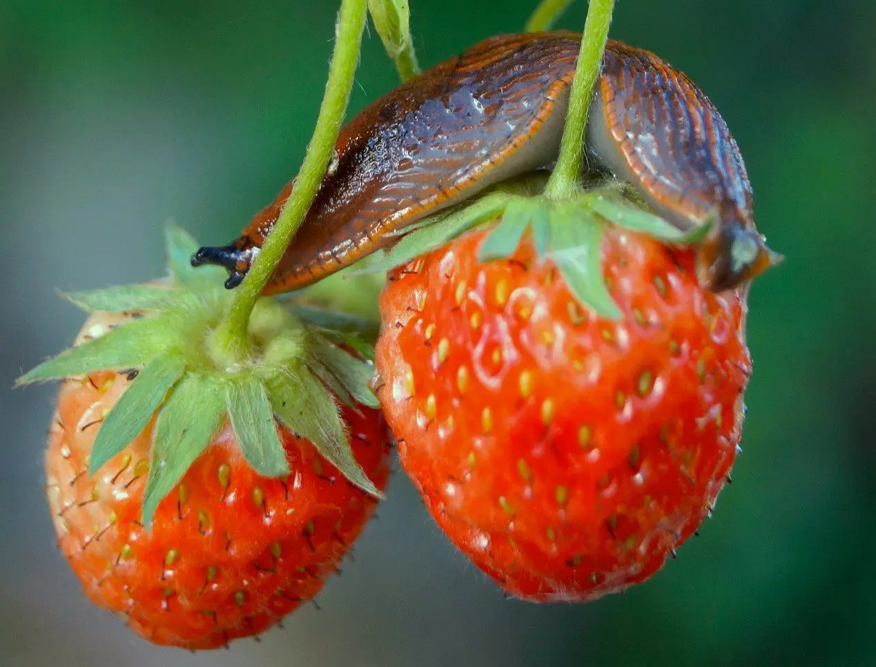 oma-middel tegen slakken op de aardbeien