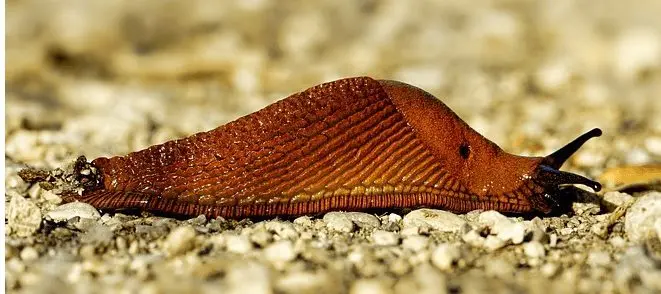 natuurlijke anti-slakkenmiddelen
