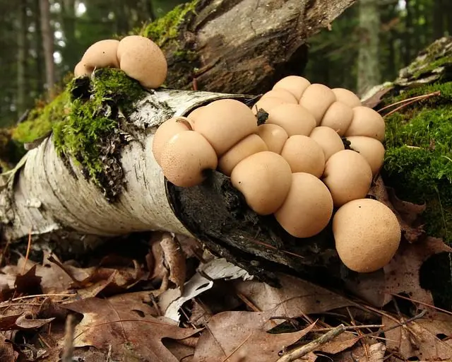 Schimmels en slakken die BRF verteren