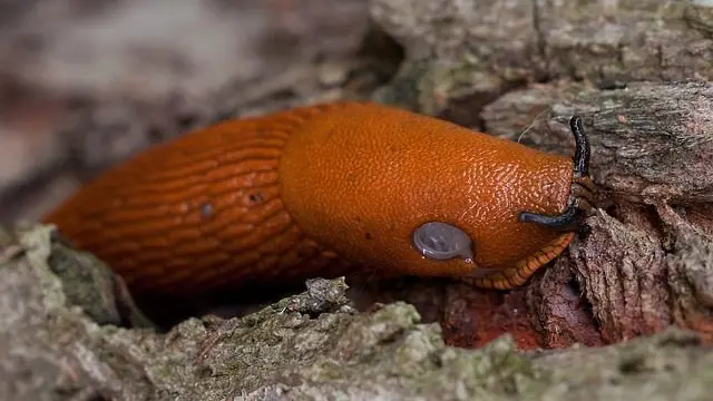 grote oranje naaktslak giftig