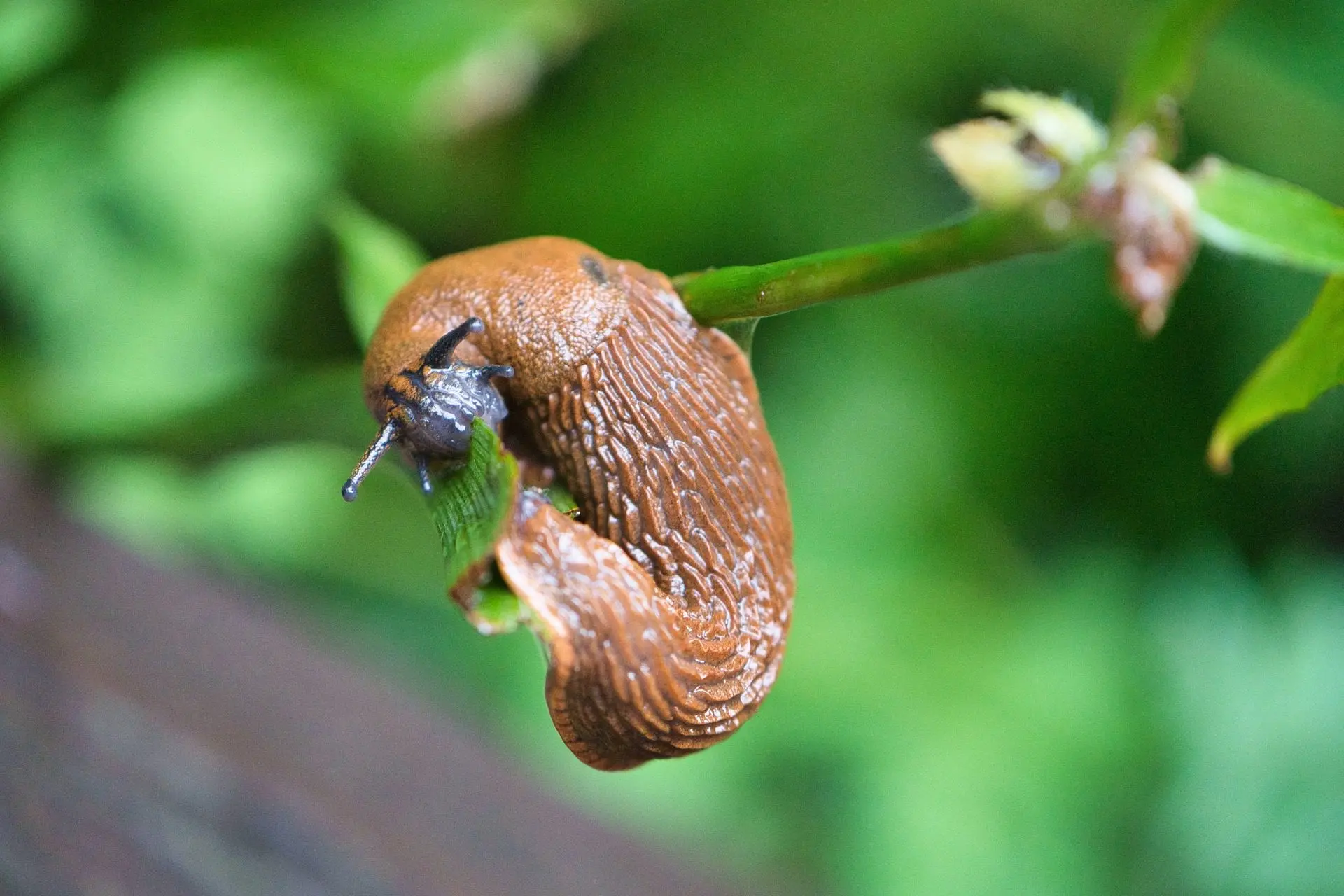 slakkenbestrijder die veilig is voor dieren