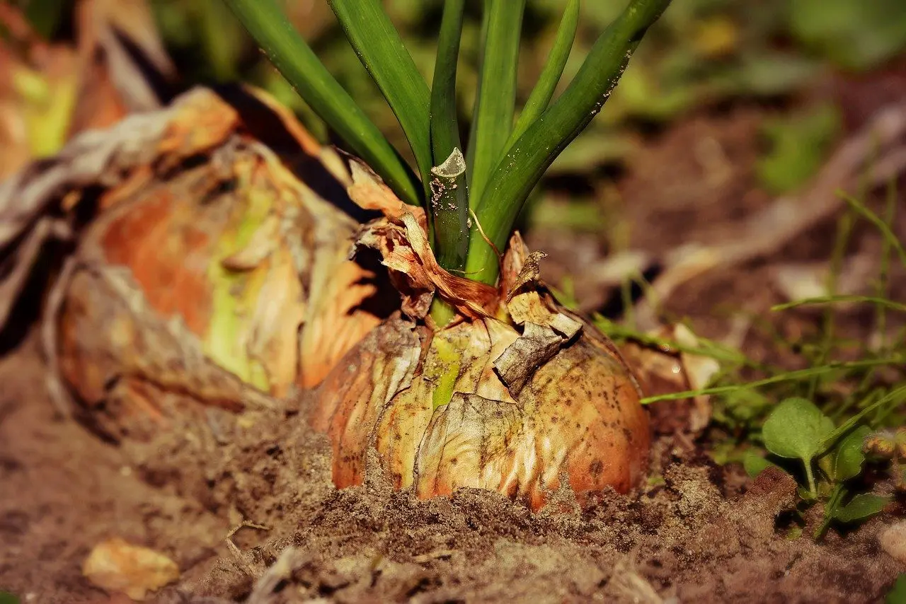 Ui, een plant die slakken afweert