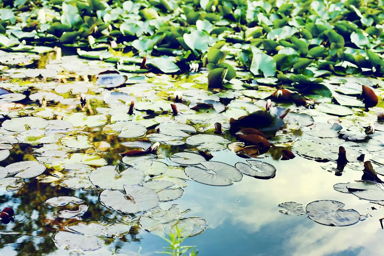 fonteinkruid is een plant om in een vijver te planten