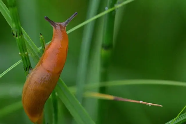 tuinslak arion hortensis in het gras