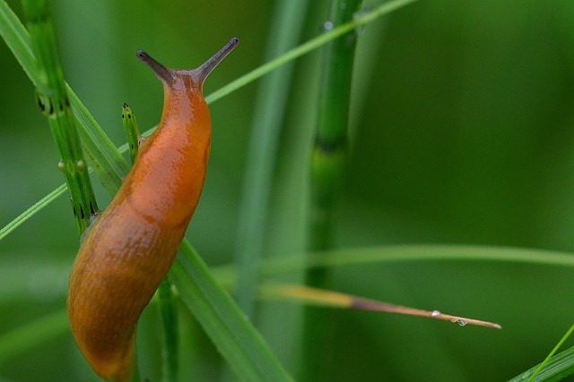 Tuinslak (arion hortensis) – herkennen en beheersen