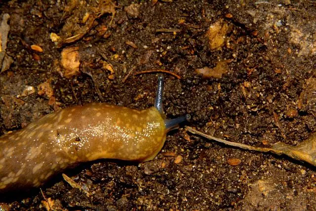 naaktslak melkwitte aardslak