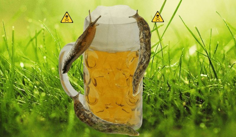 De bierval voor slakken, een heel slecht idee
