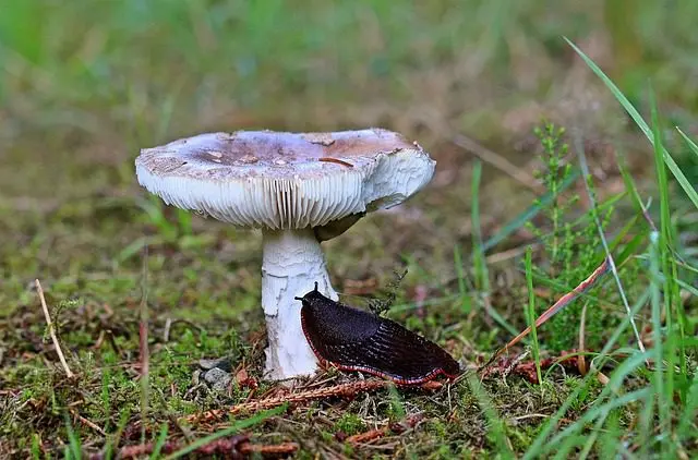 een zwarte naaktslak die een paddenstoel eet