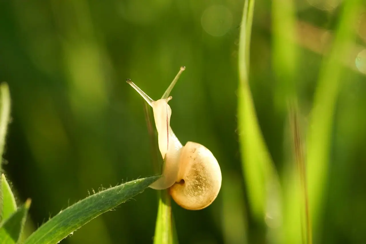 foto van een slakwerende plant