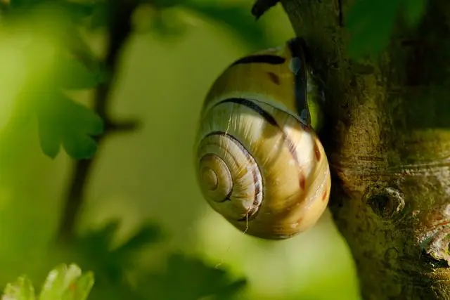 een slak die slaapt op de stam van een struik