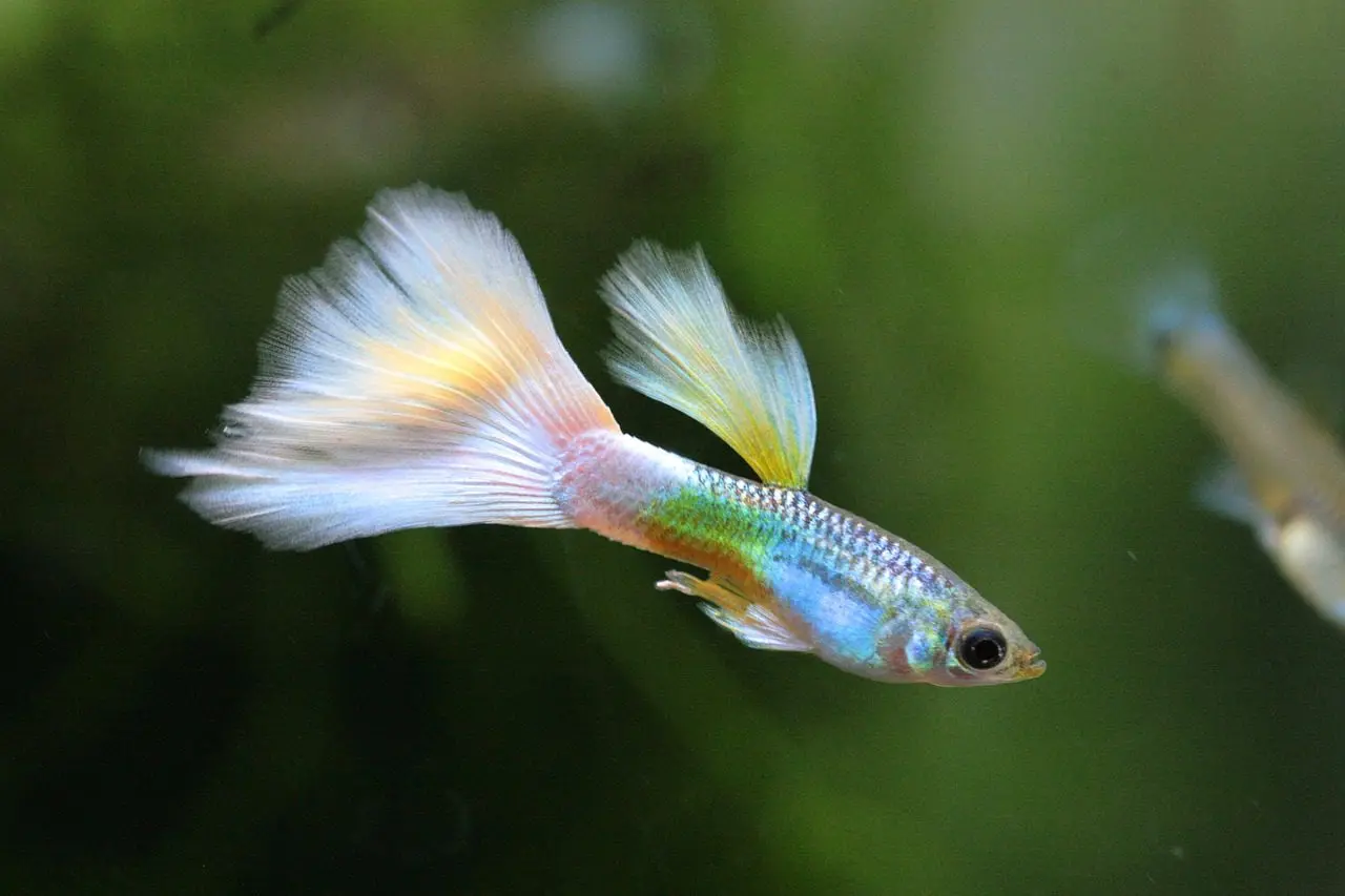guppy's eten de muggen in een vijver